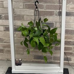 Plant Hanger 