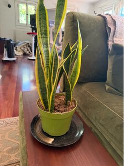 Plants !