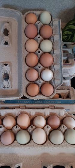 Producto de gallina  fresco si te interesado 🐔 $5 la docena