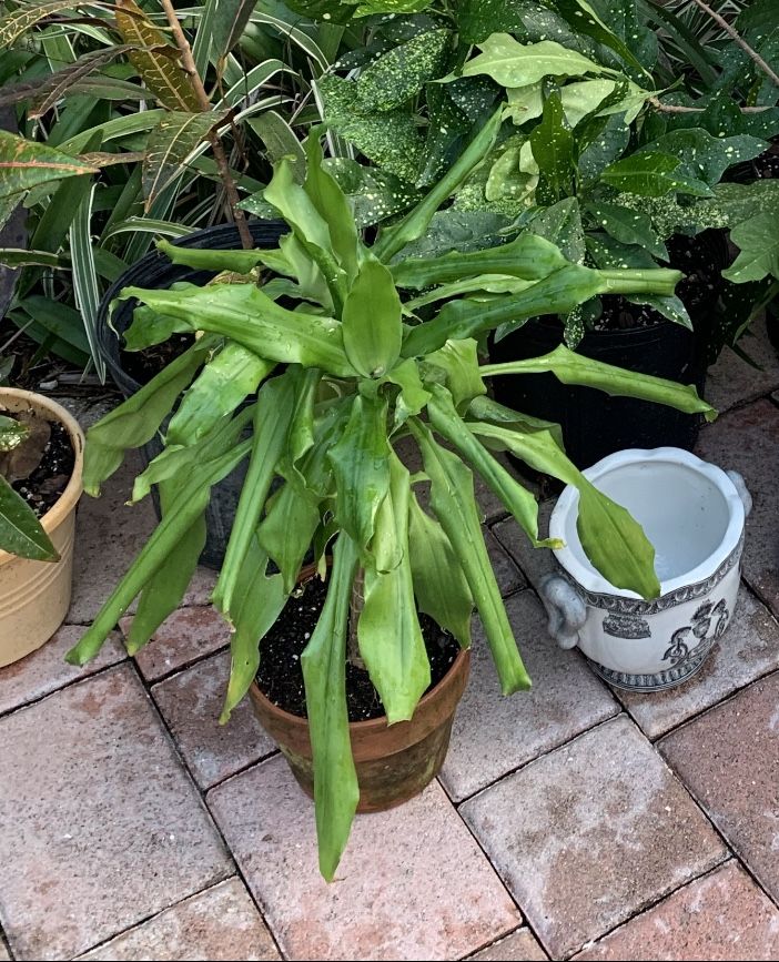 Plant in clay flower pot about two feet tall
