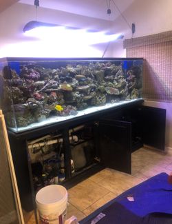 300 Gallon Saltwater Aquarium