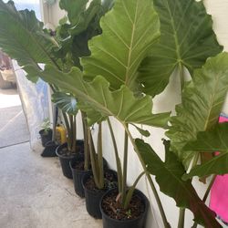 1st plant :$30   2nd plant :$35   3rd plant : $40  4th plant $40