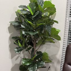 A days 6ft Artificial Fiddle Leaf