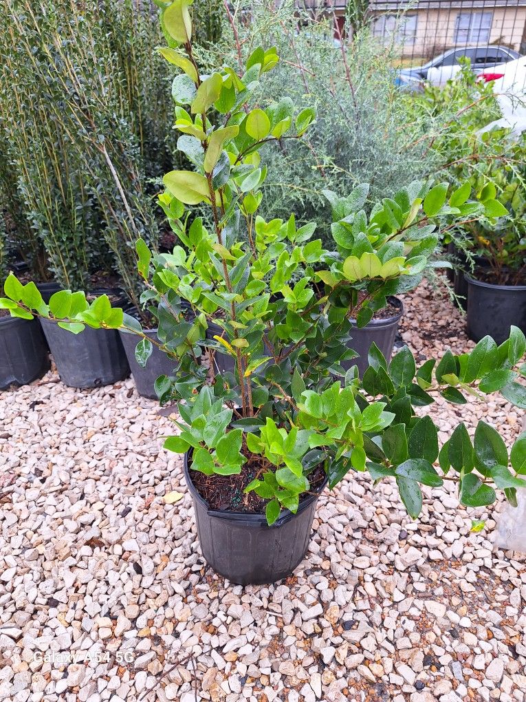 Waxleaf Ligustrum (3 Gal.)