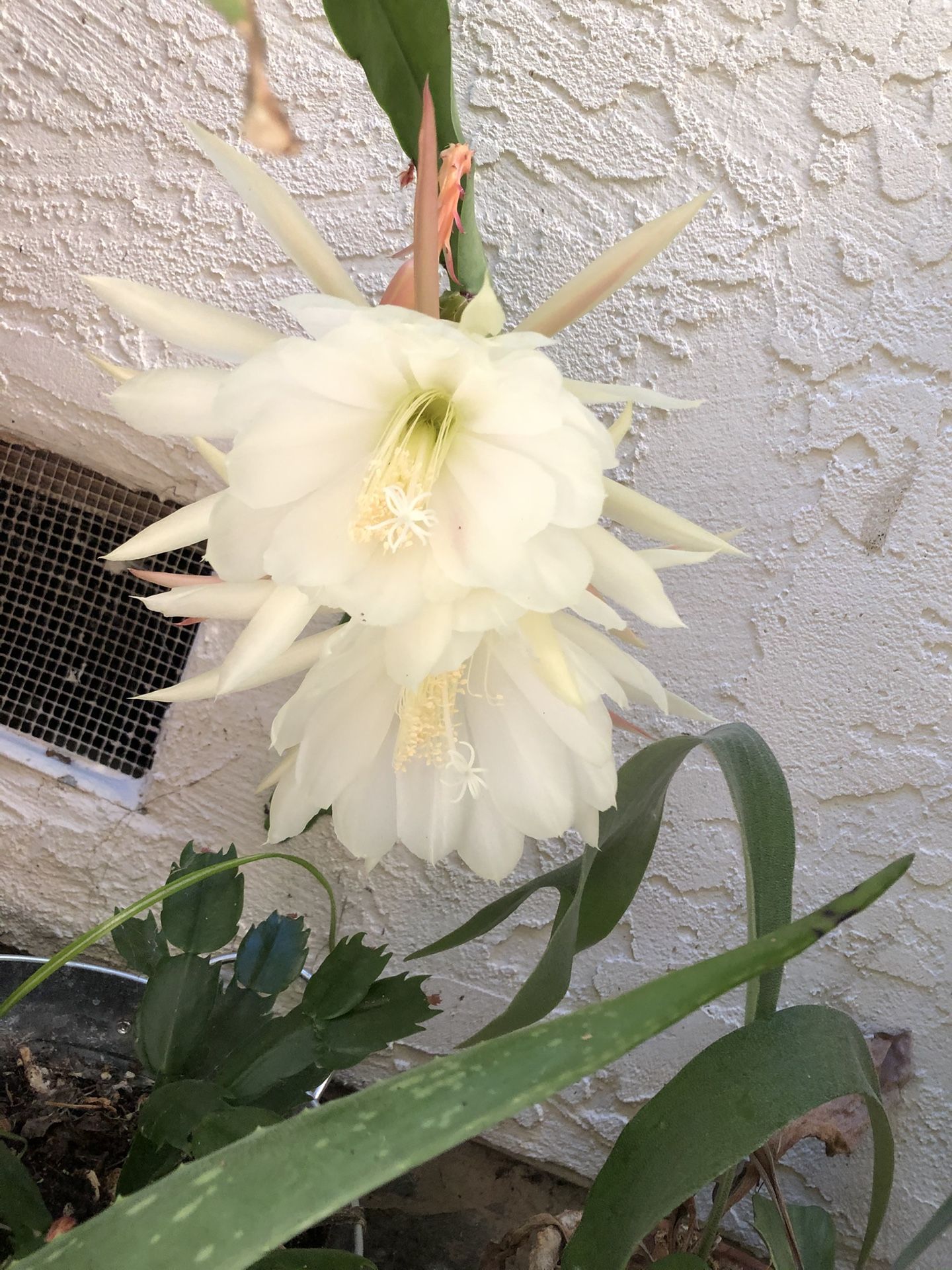 Orchid Cactus- Epiphyllum - Queen Of The Night-Potted