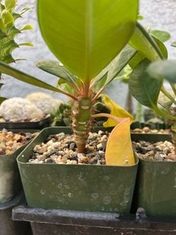 Euphorbia neohumbertii - unique succulent in 4in pot
