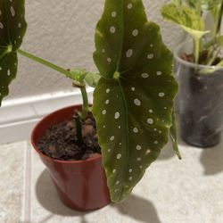 Polka dot begonia/ Angel wings begonia