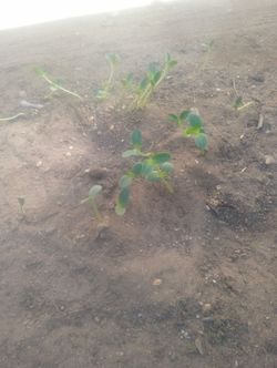 Pumpkin Plants/Seedlings
