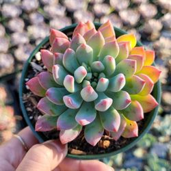 Sedeveria Blue Elf Succulents 🪴💙