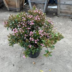 Rhaphiolepis Pinkie