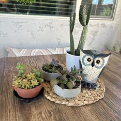 Succulent Plant Set+Bobble Head Owl