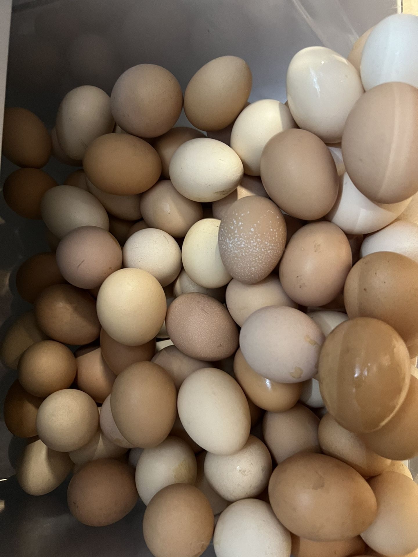 Organic Free Range Chicken Eggs
