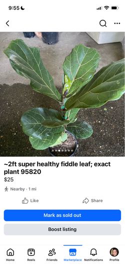 2ft fiddle leaf, see all pics for details; zip95820