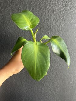 Philodendron Rugosum Aberrant Form