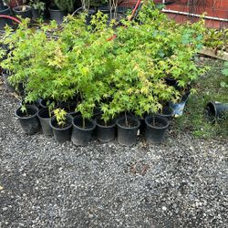 Japanese Maple Trees