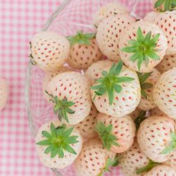 Organic White Strawberry Plant (Pineberry)