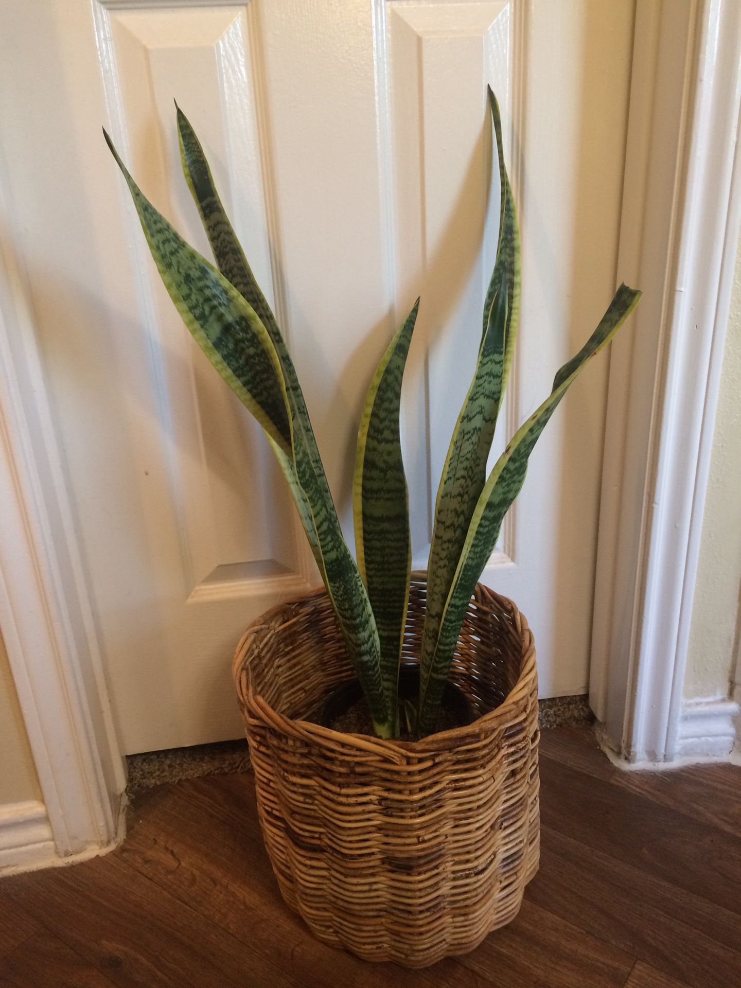 sansevieria/snake plant/ mother-in-law’s tongue