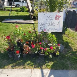 Plants And Flowers For Sale Starting At $3-$6
