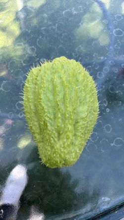 Chayote