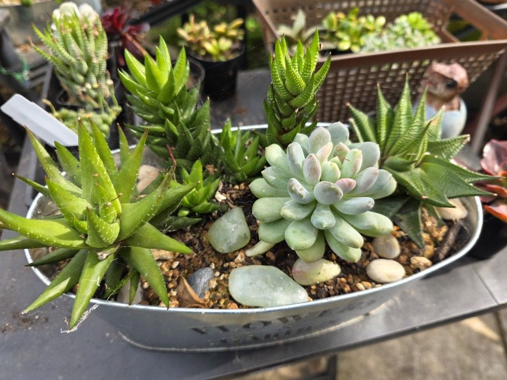 $20 Each. Plant Sale Sunday In San Lorenzo. 1pm To 5pm