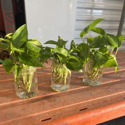 (3) Jars of Jade & Golden Pothos (mixed)