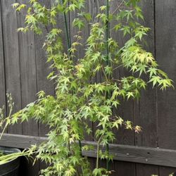 5’ Japanese Maple Tree 