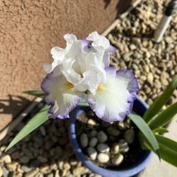 Iris Pot