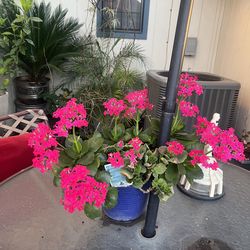 Plant