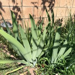 Bearded Iris (dark orange And Yellow)