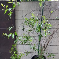 Pomegranate Tree