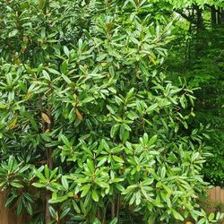 Manolia Tree-Various Heights