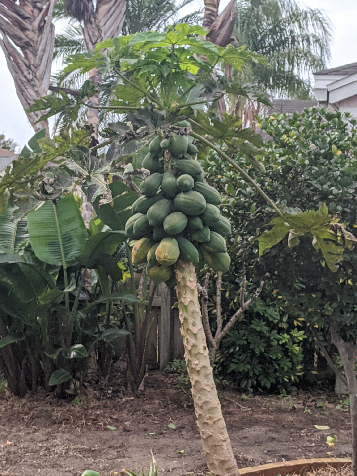 Papaya trees