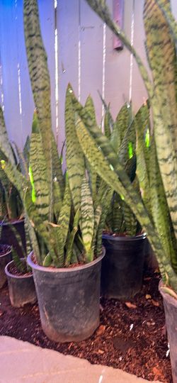 Snake Plant for Sale / Planta Lengua de Suegra en Venta