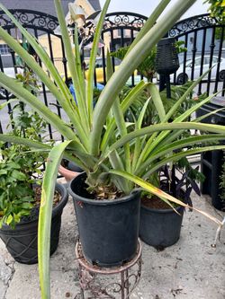 Pineapple plant