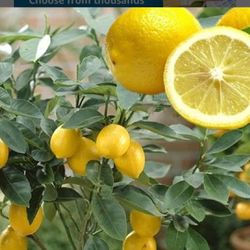 Improved Meyer Lemon Fully Grown Plant In 2 Gallon Pot
