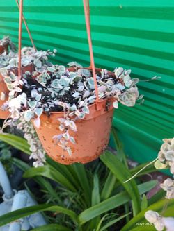 Plant Heart  stream betigater