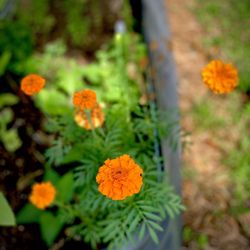Marigold Plant