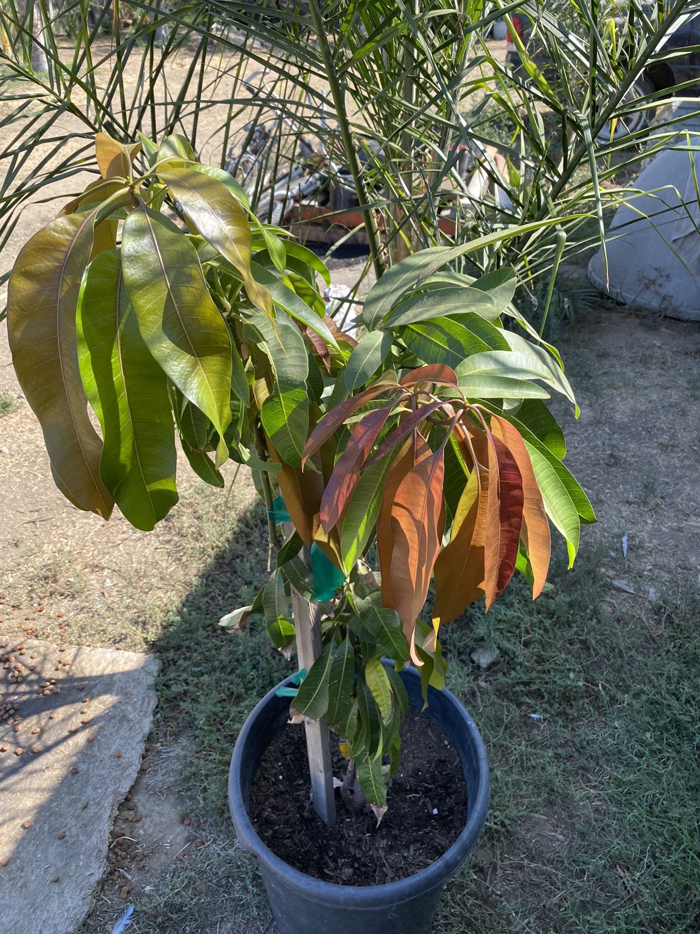 Árbol De Mango 🥭