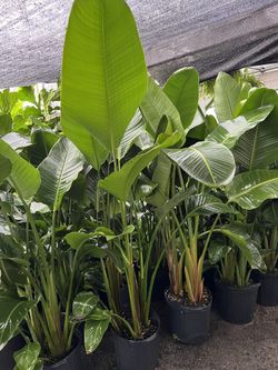 Bird Of Paradise In 5 gls Pot. SPECIAL PRICE 🤩