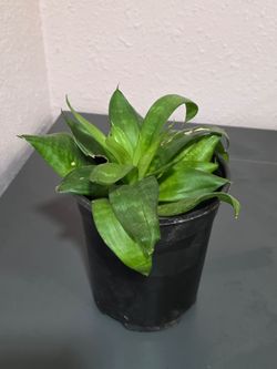 Indoor plant