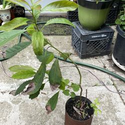 Plantas De Aguacate 