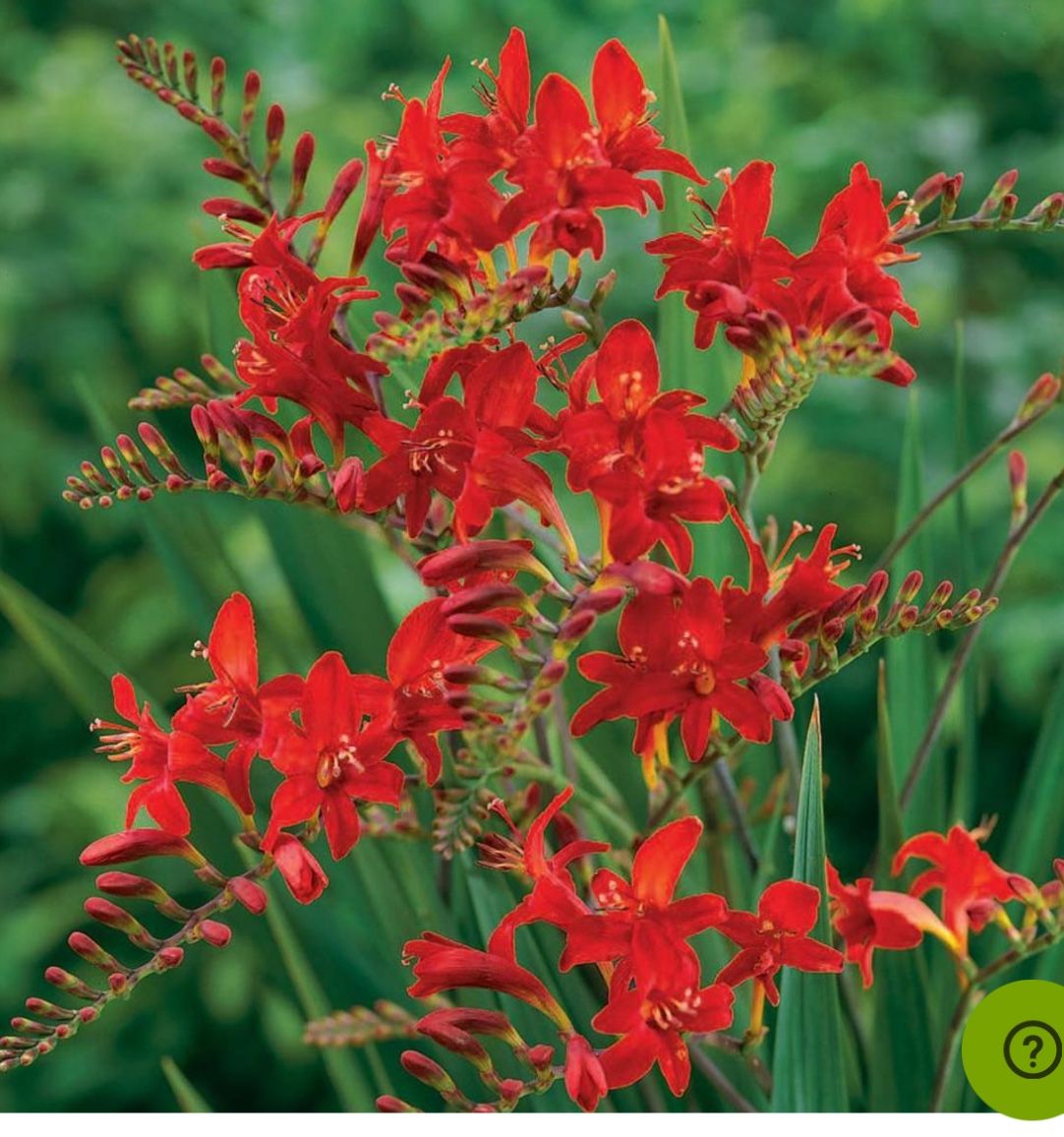 Crocosmia