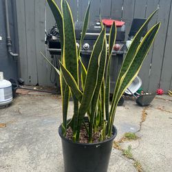 Planta  lengua de Suegra  40 de alto