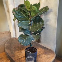 Ficus Lyrata Fiddle Leaf Fig Standard Indoor House Plant