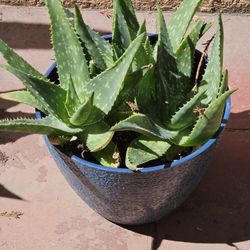 CACTUS PLANT 