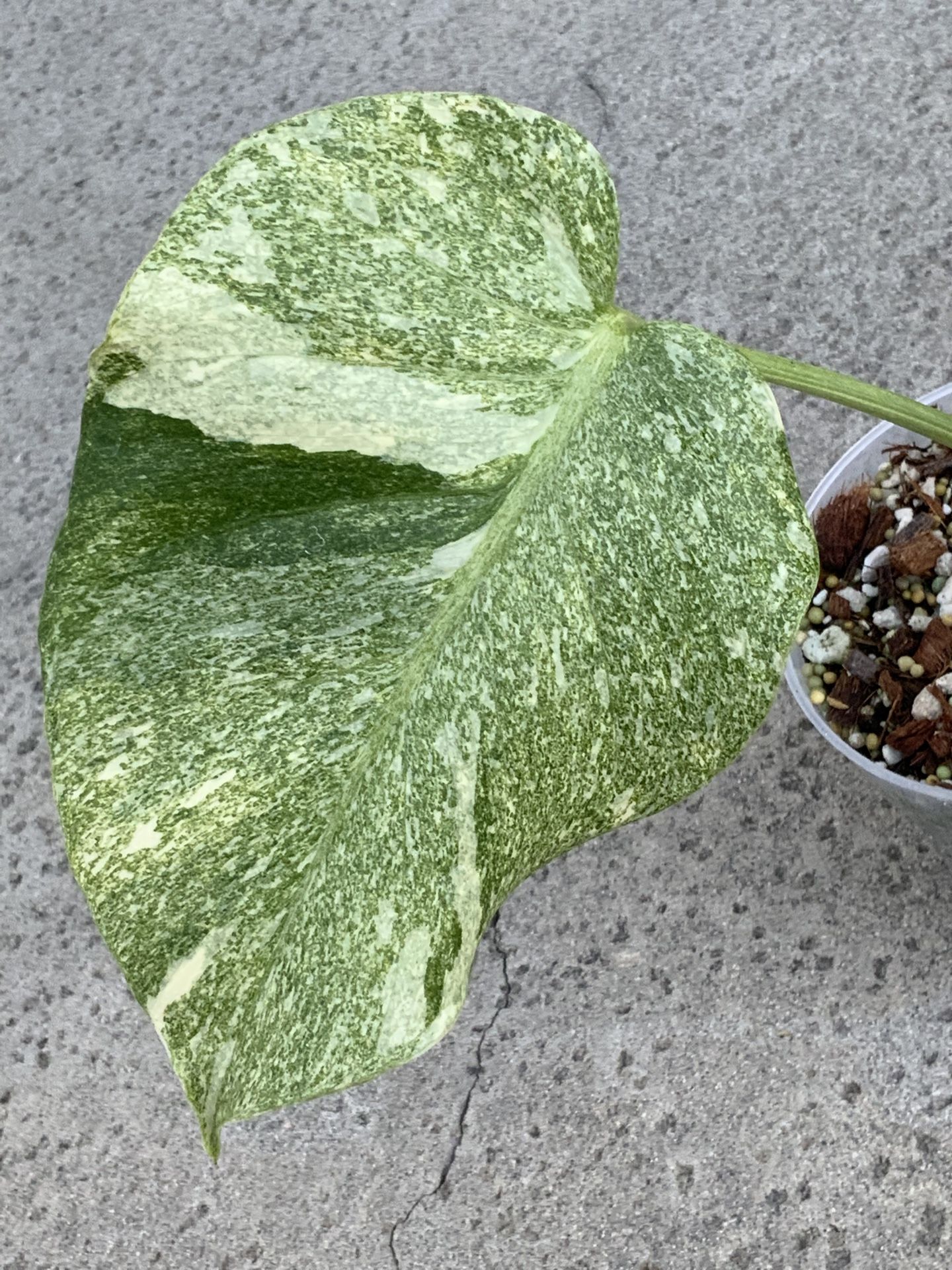 Monstera Deliciosa Legacy Variegated Top Cut Rooted