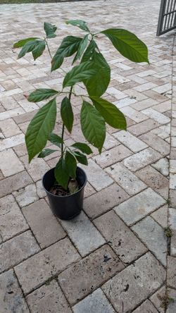 Double avocado trees 
