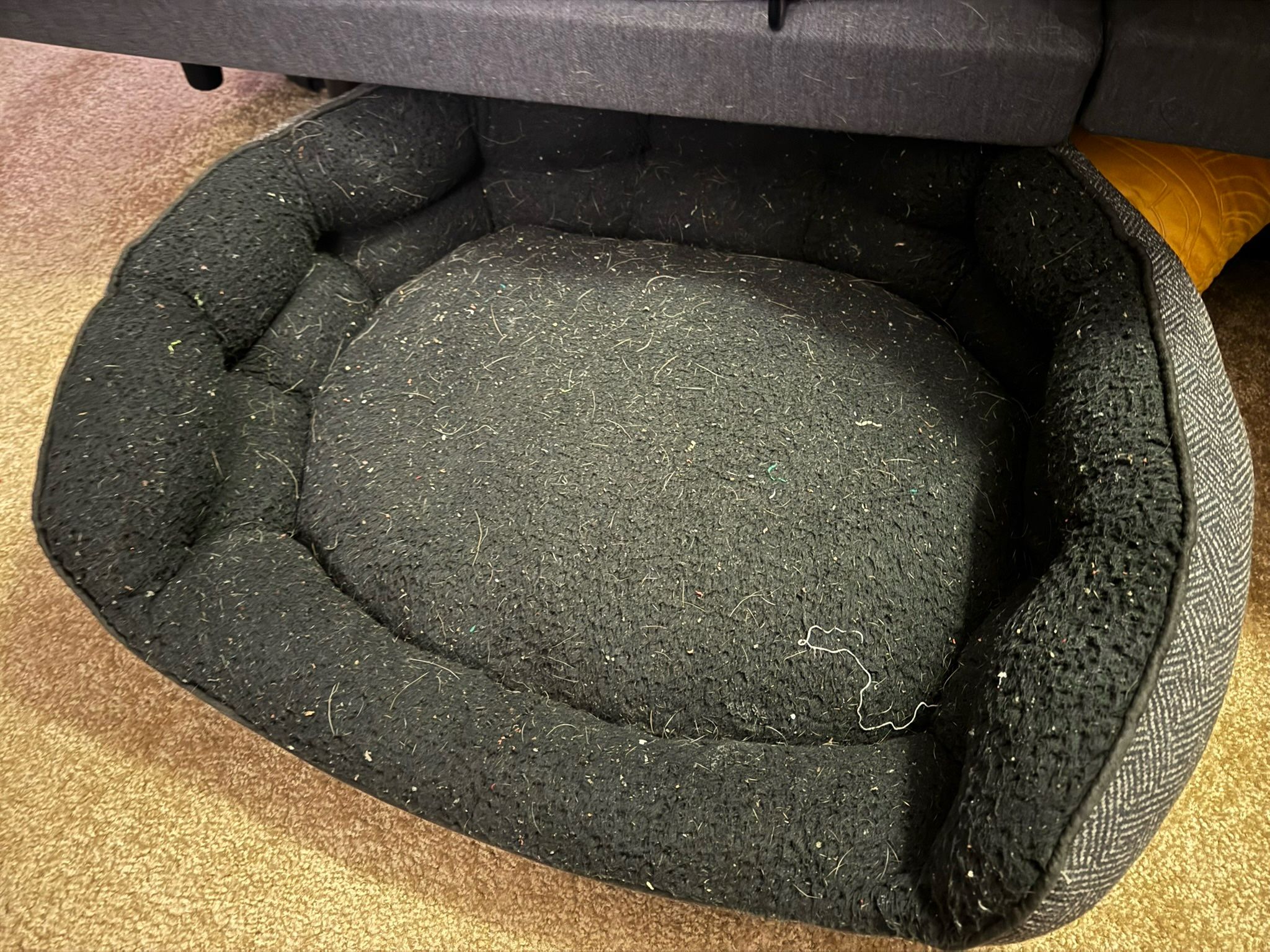FREE Dog Bed