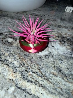 Tillandsia air plant with 3D printed pretty holder