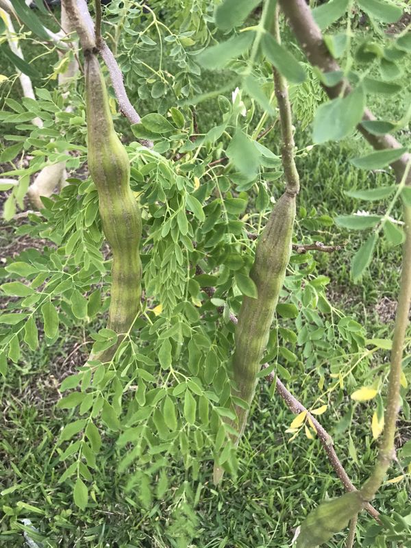 Moringa trees for sale for Sale in Boca Raton, FL OfferUp
